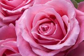 Obituary of Sharon Audrey Winden