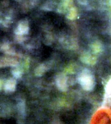 David D. Callahan Obituary Fort Wayne, IN