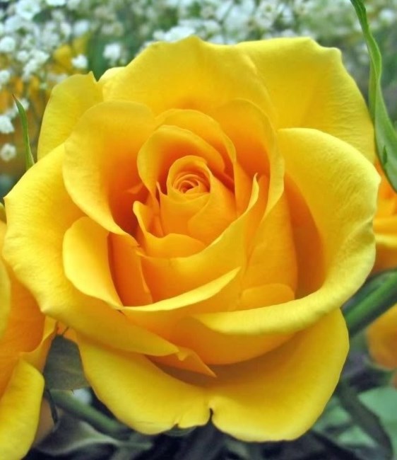 Obituary of Helen W. Parson