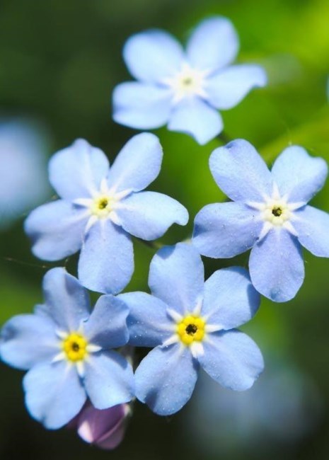 Obituary of Peter John Lopez