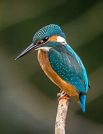 Obituary of Kenneth R. Audino