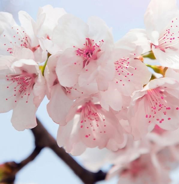 Obituario de Dorothy Alleyne Martin