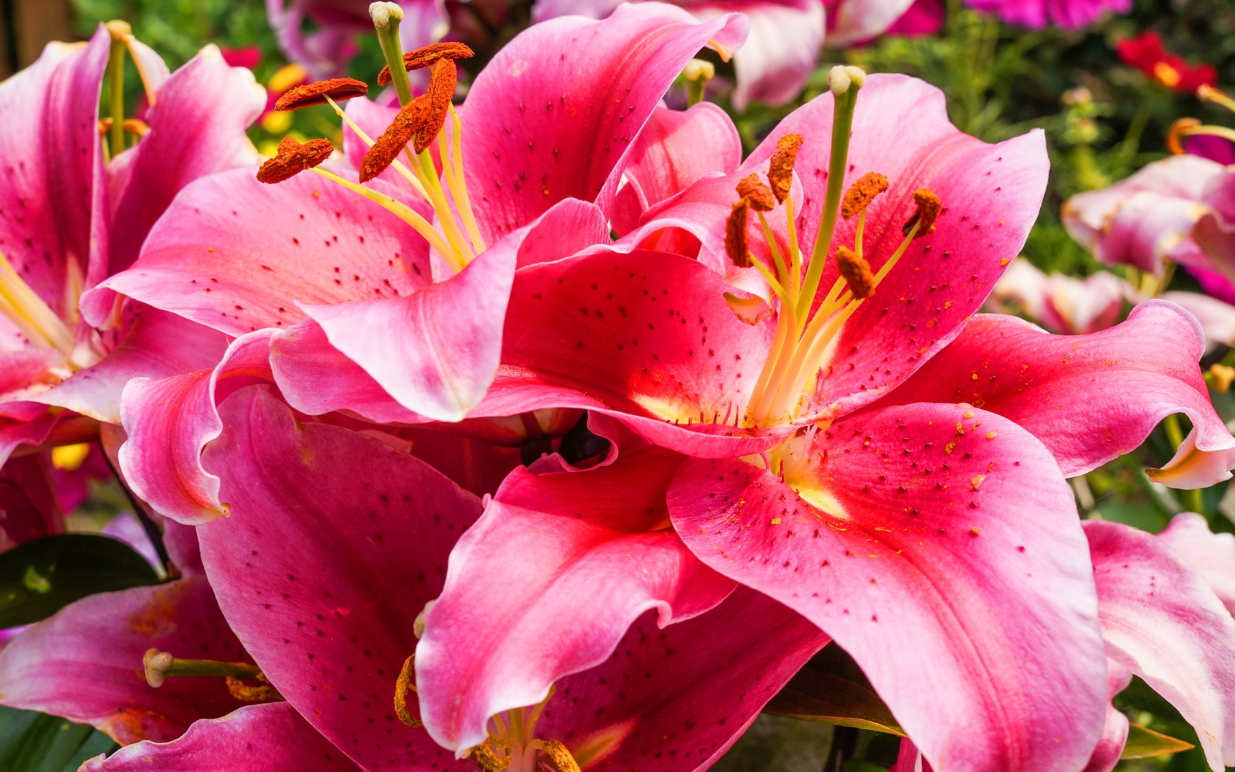 Sophie Alice Hughes Obituary High Point, NC