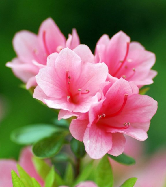 Obituary of Esther Francis Pope