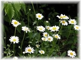 Obituary of Clara Christina Williams