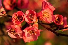 Obituario de Maria Jesus Chavez