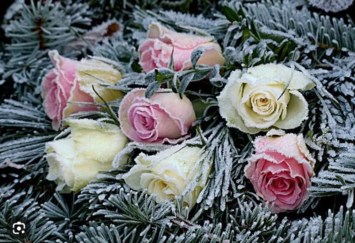 Obituary of Dorothy W Crawford