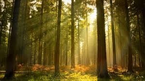 Obituary of Gladys Maria Hamel Rowley