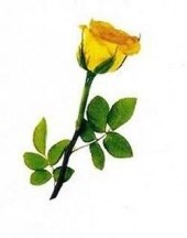 Obituary of Carolyn Esther Shaffer