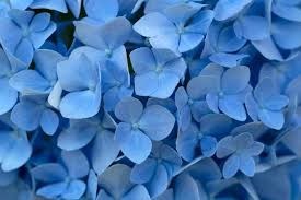 Obituary of Marganne Mary Allen