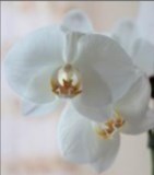 Obituary of Carol Holt Carr