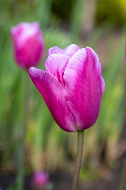 Obituario de Barbara Alice Pierce