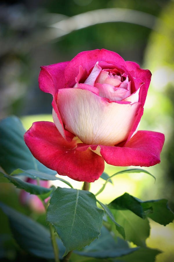 Obituary of Mary Love Timmerman