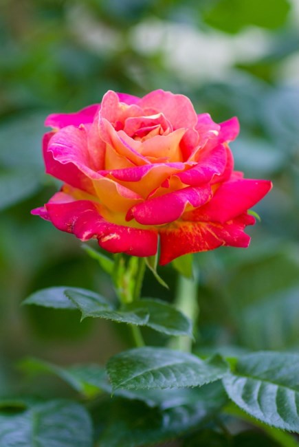 Obituary of Cecelia Evelyn Johnson