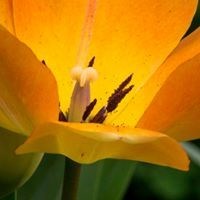 Obituary of Cynthia Angela Womack