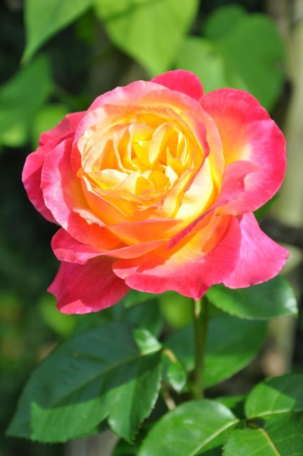 Obituary of Zelma Alma Greiner