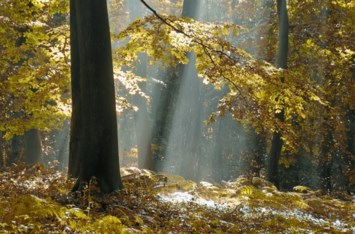 Obituary of Harvey Leon Hunter