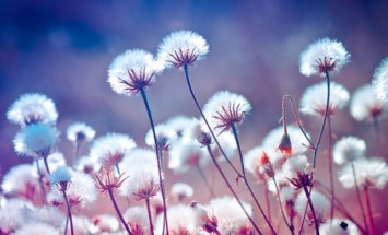 Obituary of Katharine Lyn Andrews