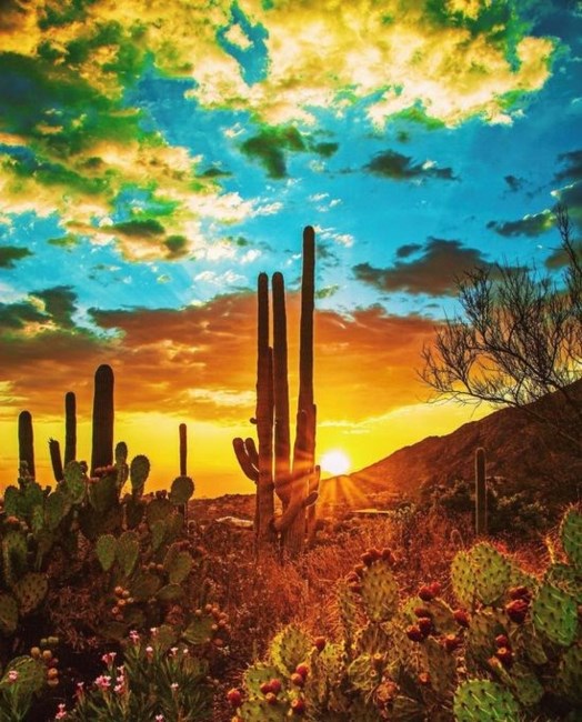 Obituary of Sherryl Ann Murphy