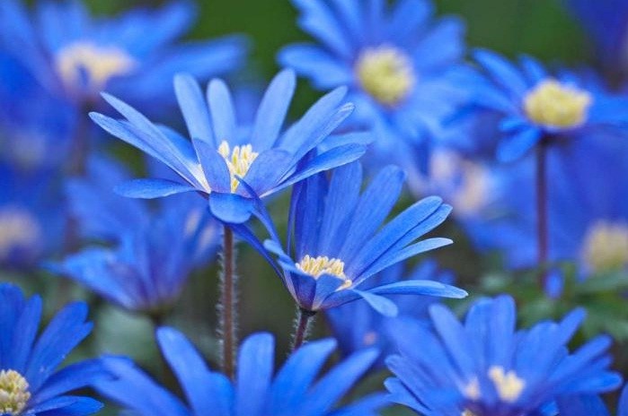 Obituary of Marjorie L. Rebeck