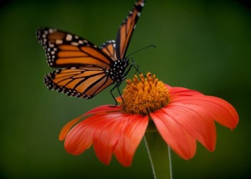 Obituary of Jackelyn Kay Stevens