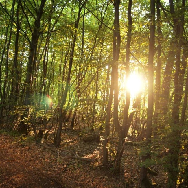 Obituary of James V. Treacy