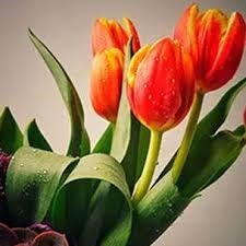 Kathleen Mcconville Obituary Whiting Nj