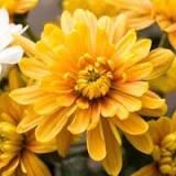 Obituary of May Li Young Chang Hsu