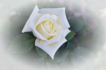 Obituary of Johanna Ferrara