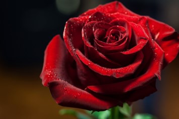 Obituary of Rolf Walther Andersen