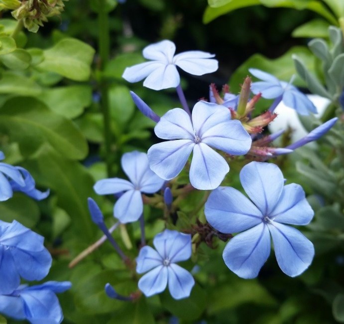 Obituary of Marian Wyatt Carr