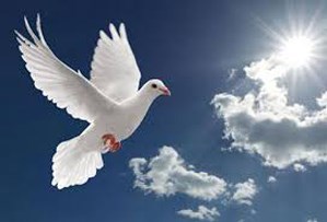 Obituary of Alfredo Castillo