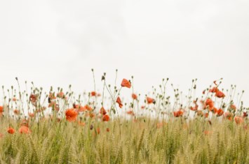 Obituary of Mary Kay Troutman