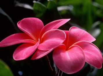 Obituary of Marie "Aunt Doll" E Gammo