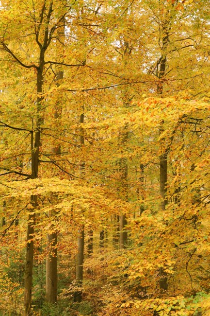 Obituary of Gladys Zavart Avakian