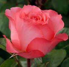 Obituary of Ellen Jeanne Rice