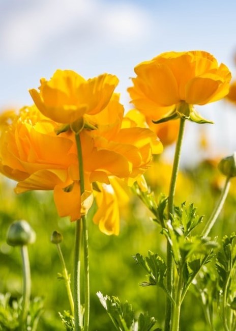 Obituary of Thelma Towns