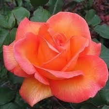 Obituary of Tina Marie Brown