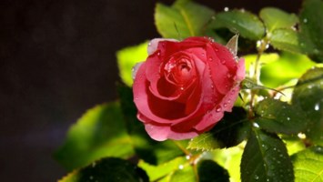 Obituary of Norma Jean Delaney