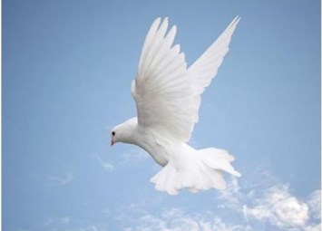 Obituary of Raymond Gutierrez Torres