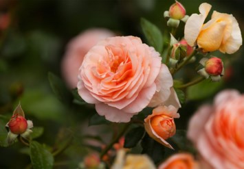 Obituary of Pamela Kay Doughty