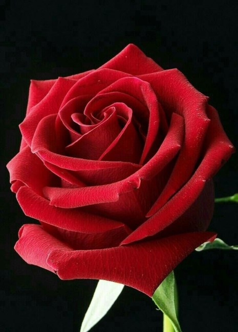 Obituary of Shirley Anita Nelson