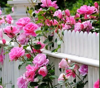 Obituary of Peggy Jo McCreary