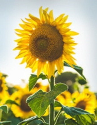 Obituary of Bonnie Kate Davis