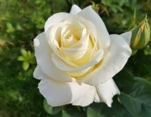 Obituary of Hector Ayala Garzon