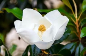 Obituary of Ernie Campbell