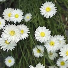 Obituary of Fred J Schroeder