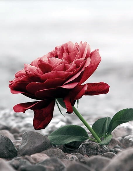 Obituary of Brenda Mitchell