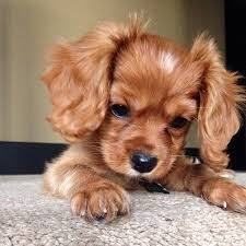 Obituary of David Keith DELONG