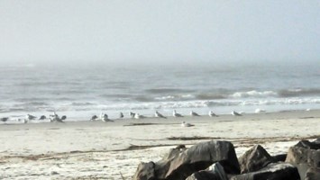 Obituary of Patsy Wix Whitehead